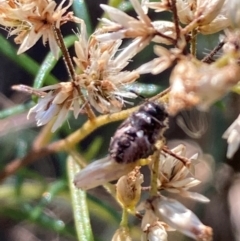 Coleoptera (order) (Unidentified Beetle) at Mount Ainslie - 26 Mar 2024 by SilkeSma