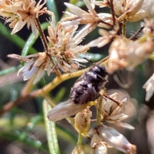 Coleoptera (order) at Mount Ainslie NR (ANR) - 26 Mar 2024