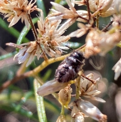 Coleoptera (order) (Unidentified Beetle) at Mount Ainslie - 26 Mar 2024 by SilkeSma