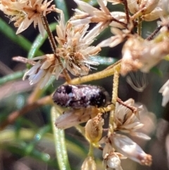 Coleoptera (order) at Mount Ainslie NR (ANR) - 26 Mar 2024