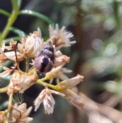 Coleoptera (order) at Mount Ainslie NR (ANR) - 26 Mar 2024