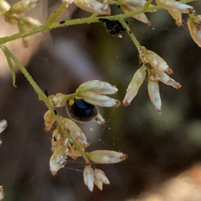 Apolinus lividigaster (Yellow Shouldered Ladybird) at Mount Ainslie - 26 Mar 2024 by SilkeSma