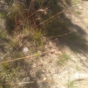 Themeda triandra at Cooma North Ridge Reserve - 26 Mar 2024 02:26 PM