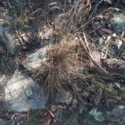 Rytidosperma (genus) (Wallaby Grass) at Cooma North Ridge Reserve - 26 Mar 2024 by mahargiani