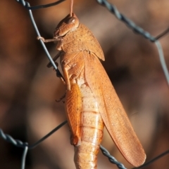Goniaea australasiae (Gumleaf grasshopper) at Googong, NSW - 17 Feb 2013 by WHall