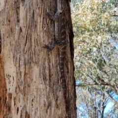 Pogona barbata (Eastern Bearded Dragon) at Blue Gum Point to Attunga Bay - 24 Mar 2024 by jpittock