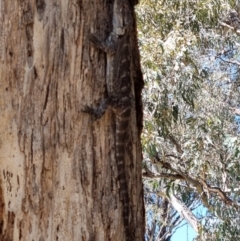 Pogona barbata at Blue Gum Point to Attunga Bay - 24 Mar 2024