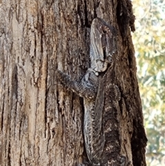 Pogona barbata at Blue Gum Point to Attunga Bay - 24 Mar 2024