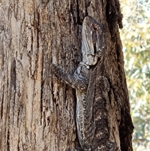 Pogona barbata at Blue Gum Point to Attunga Bay - 24 Mar 2024