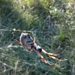 Trichonephila edulis (Golden orb weaver) at Mount Majura - 26 Mar 2024 by Louisab