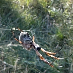 Trichonephila edulis at Mount Majura - 26 Mar 2024