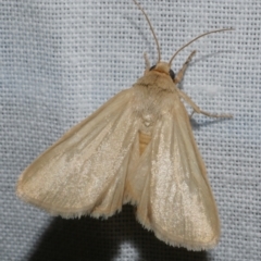Heliocheilus moribunda (A Noctuid moth) at Freshwater Creek, VIC - 11 Feb 2024 by WendyEM