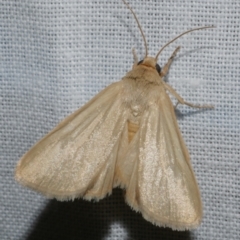 Heliocheilus moribunda (A Noctuid moth) at Freshwater Creek, VIC - 12 Feb 2024 by WendyEM