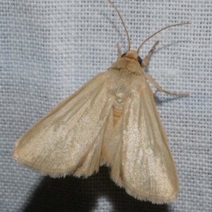 Heliocheilus moribunda at Freshwater Creek, VIC - 12 Feb 2024