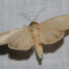 Heliocheilus moribunda at Freshwater Creek, VIC - 12 Feb 2024