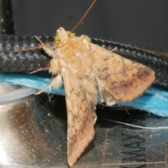 Helicoverpa (genus) (A bollworm) at WendyM's farm at Freshwater Ck. - 11 Feb 2024 by WendyEM