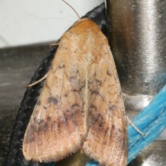 Helicoverpa (genus) at Freshwater Creek, VIC - 12 Feb 2024