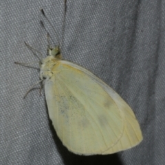 Pieris rapae at WendyM's farm at Freshwater Ck. - 11 Feb 2024 by WendyEM