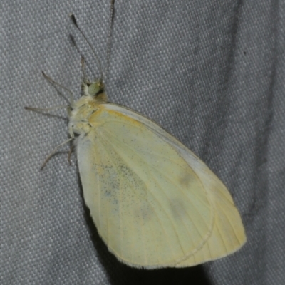 Pieris rapae at WendyM's farm at Freshwater Ck. - 11 Feb 2024 by WendyEM