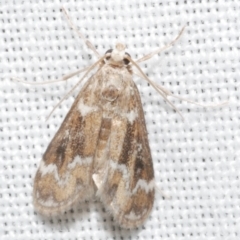 Hygraula nitens (Pond Moth) at WendyM's farm at Freshwater Ck. - 11 Feb 2024 by WendyEM