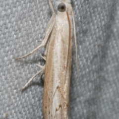 Culladia cuneiferellus (Crambinae moth) at WendyM's farm at Freshwater Ck. - 11 Feb 2024 by WendyEM