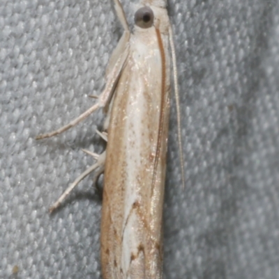 Culladia cuneiferellus (Crambinae moth) at Freshwater Creek, VIC - 12 Feb 2024 by WendyEM