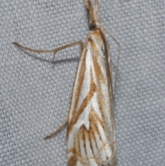 Hednota pleniferellus (A Grass moth) at Freshwater Creek, VIC - 11 Feb 2024 by WendyEM