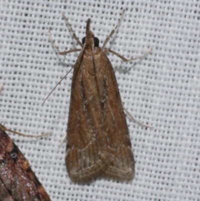 Eudonia cleodoralis (A Crambid moth) at WendyM's farm at Freshwater Ck. - 11 Feb 2024 by WendyEM