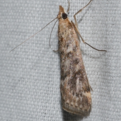 Achyra affinitalis (Cotton Web Spinner) at WendyM's farm at Freshwater Ck. - 11 Feb 2024 by WendyEM