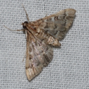 Nacoleia rhoeoalis at Freshwater Creek, VIC - 12 Feb 2024