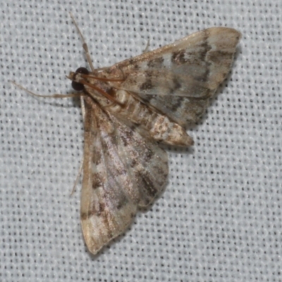 Nacoleia rhoeoalis (Spilomelinae) at WendyM's farm at Freshwater Ck. - 11 Feb 2024 by WendyEM