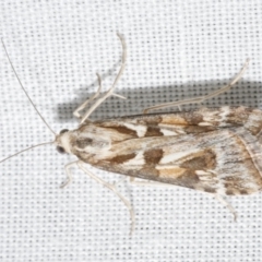 Nomophila corticalis (A Snout Moth) at Freshwater Creek, VIC - 12 Feb 2024 by WendyEM