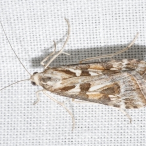 Nomophila corticalis at Freshwater Creek, VIC - 12 Feb 2024