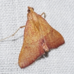 Endotricha pyrosalis (A Pyralid moth) at Freshwater Creek, VIC - 12 Feb 2024 by WendyEM