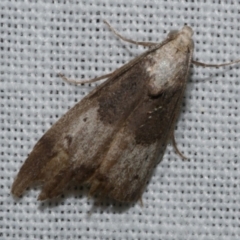 Aphomia baryptera (A pyralid moth) at Freshwater Creek, VIC - 12 Feb 2024 by WendyEM