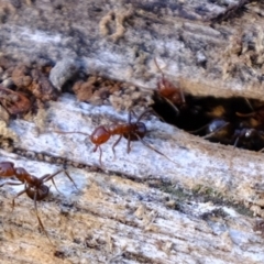 Papyrius sp. (genus) (A Coconut Ant) at Piney Ridge - 26 Mar 2024 by Kurt