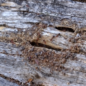 Papyrius sp. (genus) at Bluetts Block (402, 403, 12, 11) - 26 Mar 2024