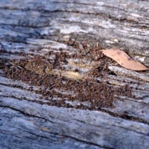 Papyrius sp. (genus) at Bluetts Block (402, 403, 12, 11) - 26 Mar 2024