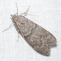 Heteromicta pachytera (Galleriinae subfamily moth) at WendyM's farm at Freshwater Ck. - 11 Feb 2024 by WendyEM