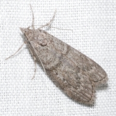 Heteromicta pachytera (Galleriinae subfamily moth) at Freshwater Creek, VIC - 12 Feb 2024 by WendyEM