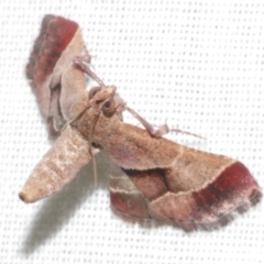 Gauna aegusalis (Pyraline moth) at WendyM's farm at Freshwater Ck. - 11 Feb 2024 by WendyEM