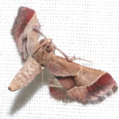 Gauna aegusalis (Pyraline moth) at WendyM's farm at Freshwater Ck. - 11 Feb 2024 by WendyEM