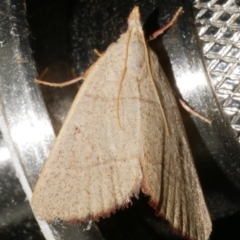 Ocrasa albidalis (A Pyralid moth) at Freshwater Creek, VIC - 11 Feb 2024 by WendyEM