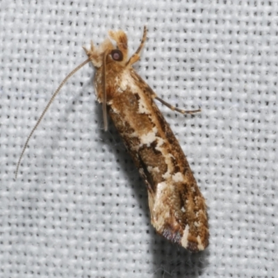 Moerarchis inconcisella (A tineid moth) at WendyM's farm at Freshwater Ck. - 11 Feb 2024 by WendyEM