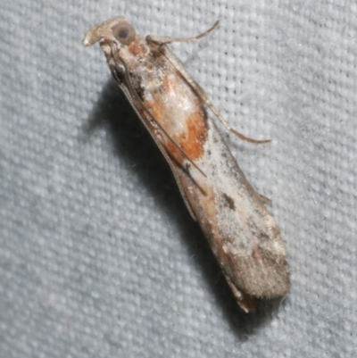 Unidentified Pyralid or Snout Moth (Pyralidae & Crambidae) at Freshwater Creek, VIC - 11 Feb 2024 by WendyEM