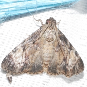 Salma cinerascens at Freshwater Creek, VIC - 11 Feb 2024