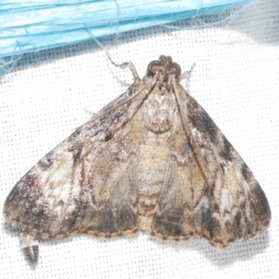 Salma cinerascens (A Pyralid moth) at WendyM's farm at Freshwater Ck. - 11 Feb 2024 by WendyEM