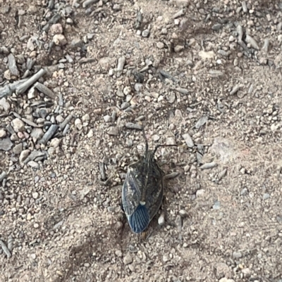 Poecilometis sp. (genus) (A Gum Tree Shield Bug) at Mount Ainslie - 26 Mar 2024 by courtneyb