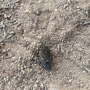 Poecilometis sp. (genus) at Mount Ainslie - 26 Mar 2024