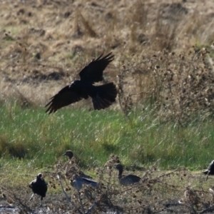 Corvus mellori at Bonython, ACT - 25 Mar 2024 04:59 PM